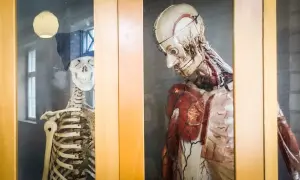 Två anatomiska modeller, en skelett med mössa och glasögon, och en muskelmodell, står bakom glas. Ett skelett i garderoben?