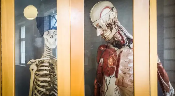Två anatomiska modeller, en skelett med mössa och glasögon, och en muskelmodell, står bakom glas. Ett skelett i garderoben?