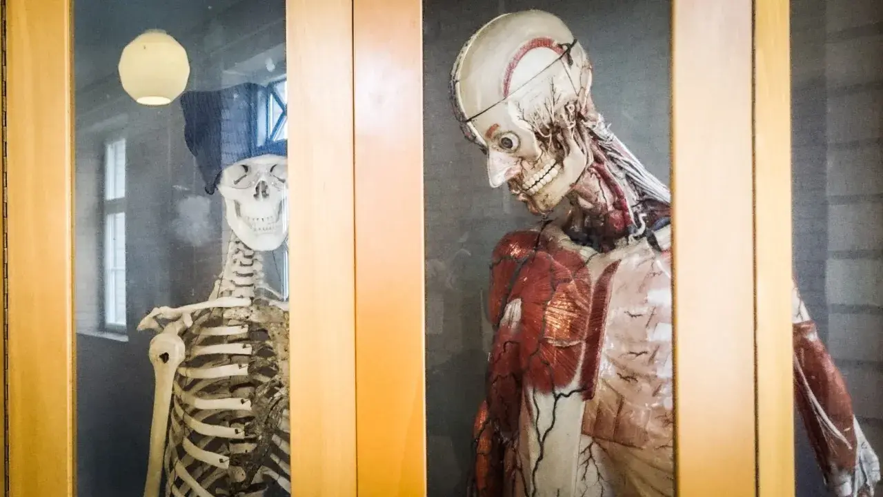 Två anatomiska modeller, en skelett med mössa och glasögon, och en muskelmodell, står bakom glas. Ett skelett i garderoben?