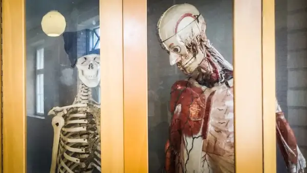 Två anatomiska modeller, en skelett med mössa och glasögon, och en muskelmodell, står bakom glas. Ett skelett i garderoben?